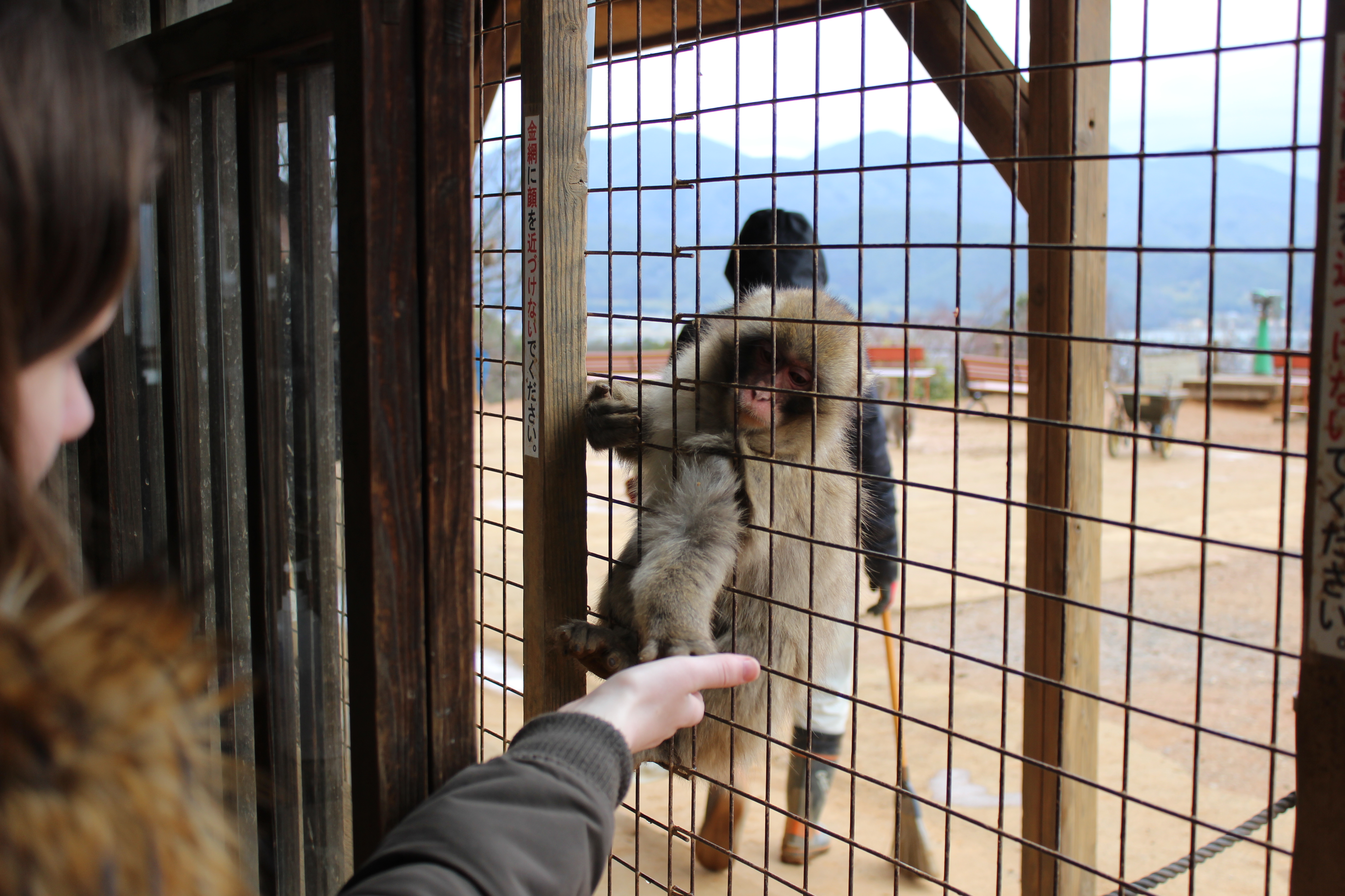 Sarah feeds a baby monkey